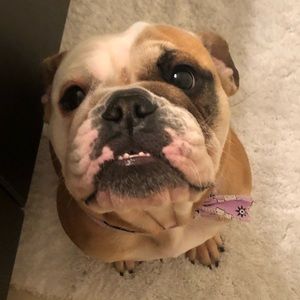 Meet your Posher, Jasmine